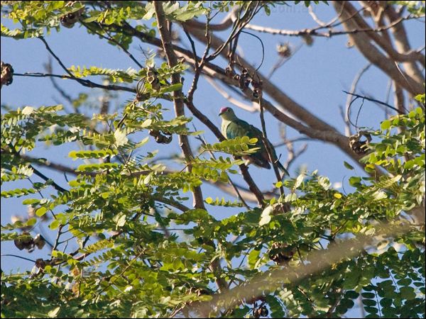 Red-bellied Fruit Dove red_belly_fruitdove_166590.psd