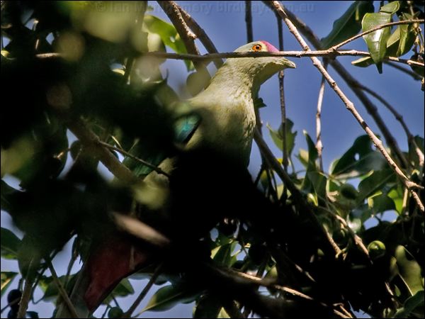 Red-bellied Fruit Dove red_belly_fruitdove_166775.psd