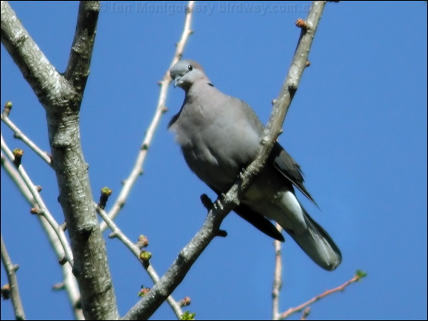 Ring-necked Dove ring_necked_dove_04284.psd