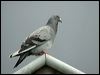 rock_dove_04187