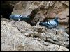 rock_dove_162299