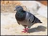 rock_dove_47872
