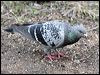 rock_dove_47878