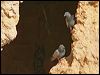 rock_dove_54276