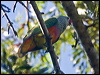 rosecrown_fruitdove_180852