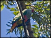 rosecrown_fruitdove_180951