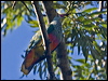 rosecrown_fruitdove_180957