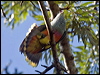 rosecrown_fruitdove_180973