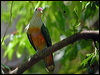Click here to enter gallery and see photos of Rose-crowned Fruit Dove