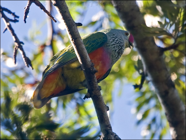 Rose-crowned Fruit Dove rosecrown_fruitdove_180852.psd