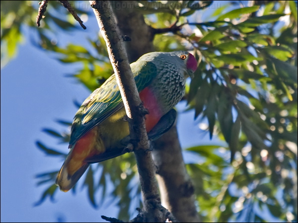 Rose-crowned Fruit Dove rosecrown_fruitdove_180951.psd