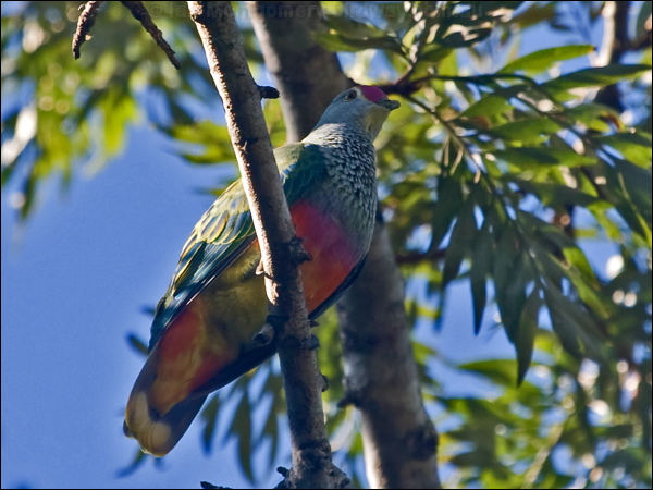 Rose-crowned Fruit Dove rosecrown_fruitdove_180957.psd