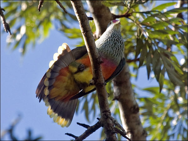 Rose-crowned Fruit Dove rosecrown_fruitdove_180973.psd