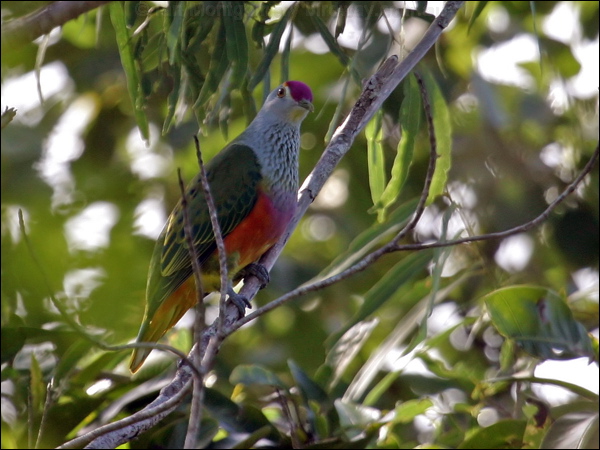 Rose-crowned Fruit Dove rosecrownedfruitdove_07574.jpg