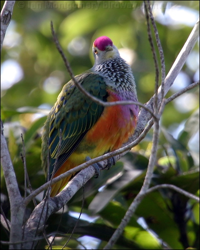 Rose-crowned Fruit Dove rosecrownedfruitdove_07596.jpg