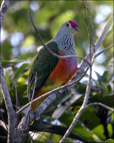 Rose-crowned Fruit Dove rosecrownedfruitdove_07603.jpg