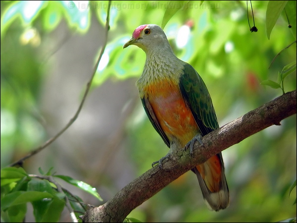 Rose-crowned Fruit Dove rosecrownedfruitdove_13751.jpg