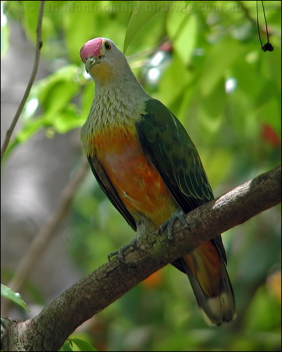 Rose-crowned Fruit Dove rosecrownedfruitdove_13752.jpg