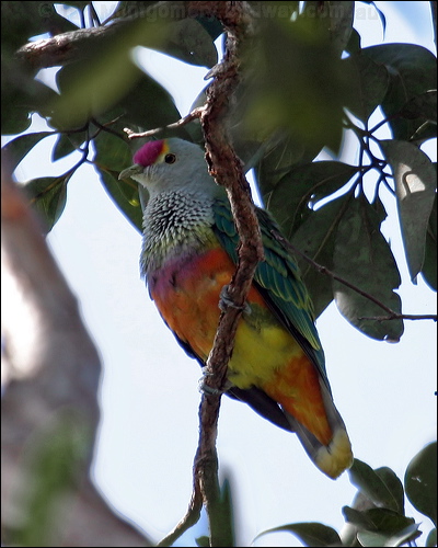 Rose-crowned Fruit Dove rosecrownedfruitdove_16090.jpg