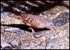 ruddy_ground_dove_22078