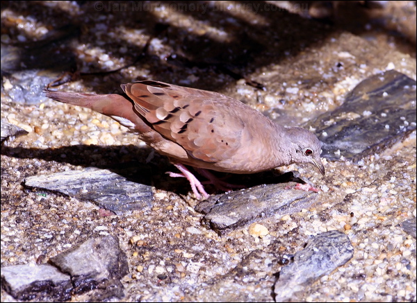 Ruddy Ground Dove ruddy_ground_dove_22078.psd