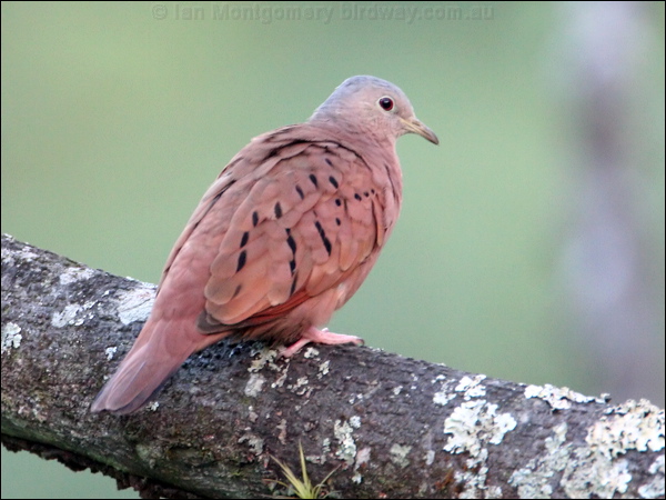 Ruddy Ground Dove ruddy_ground_dove_22498.psd