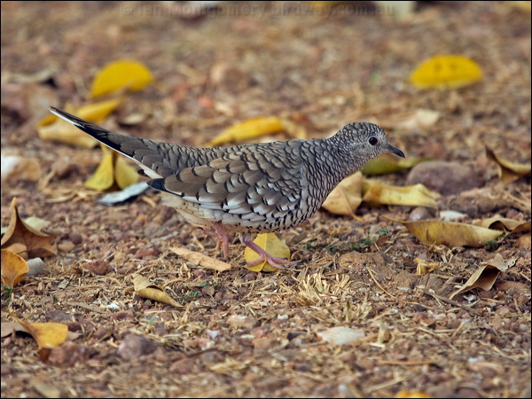Scaled Dove scaled_dove_203634.psd