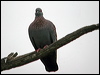 speckled_pigeon_04698