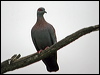 speckled_pigeon_04701
