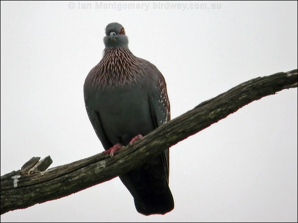 Speckled Pigeon speckled_pigeon_04698.psd