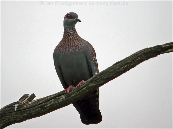 Speckled Pigeon speckled_pigeon_04701.psd