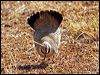 Click here to enter gallery and see photos of Spinifex Pigeon