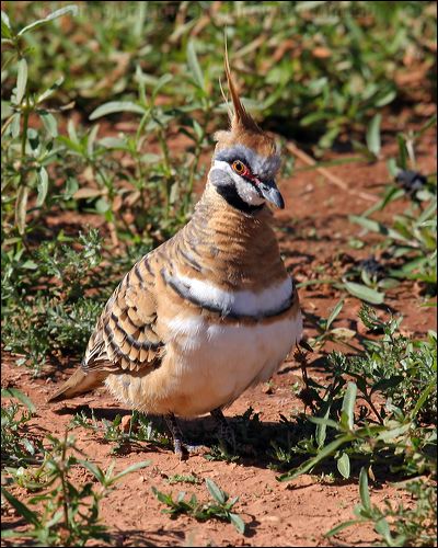 Spinifex Pigeon spinifex_pigeon_00468.jpg