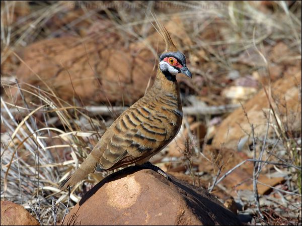 Spinifex Pigeon spinifex_pigeon_10176.jpg