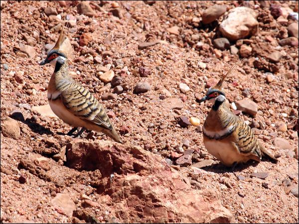 Spinifex Pigeon spinifex_pigeon_41724.jpg