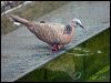 Click here to enter gallery and see photos of Spotted Dove