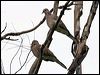 spotted_dove_32360