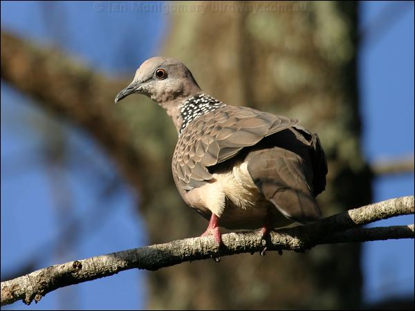 Spotted Dove spotted_dove_05791.jpg