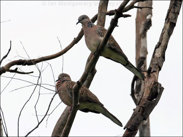 Spotted Dove spotted_dove_32360.jpg