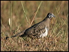 squatter_pigeon_06838