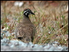 squatter_pigeon_09674