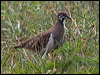 squatter_pigeon_156800