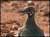 squatter_pigeon_186376