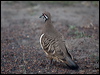 squatter_pigeon_186410