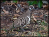 squatter_pigeon_186743