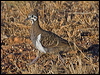 squatter_pigeon_187112