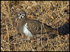 squatter_pigeon_187116