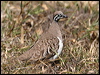 squatter_pigeon_37742
