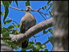 squatter_pigeon_62103