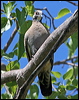 squatter_pigeon_62133